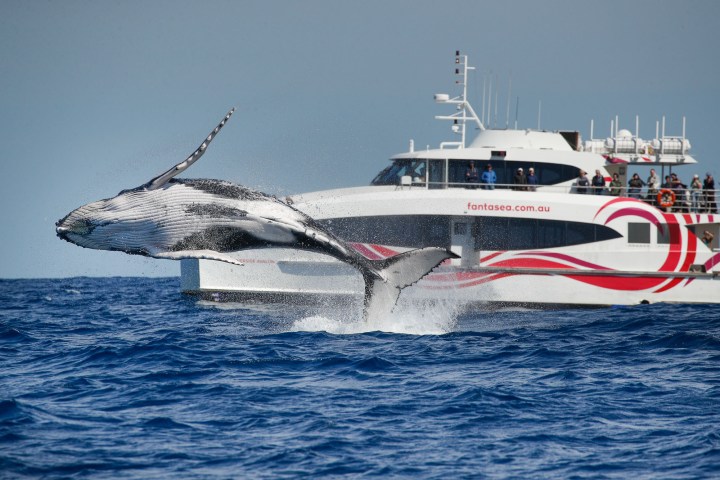 A whale breaching near a boat in open ocean.