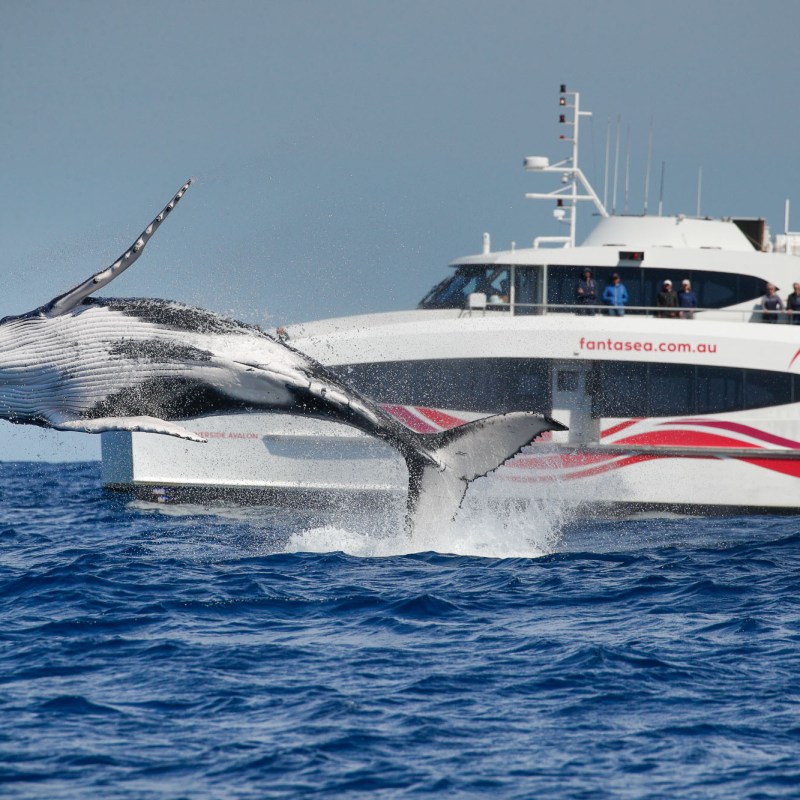 A whale breaching near a boat in open ocean.