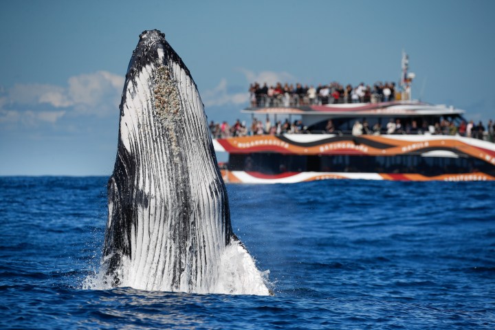 Whale breaching near a crowded tour boat on the ocean.