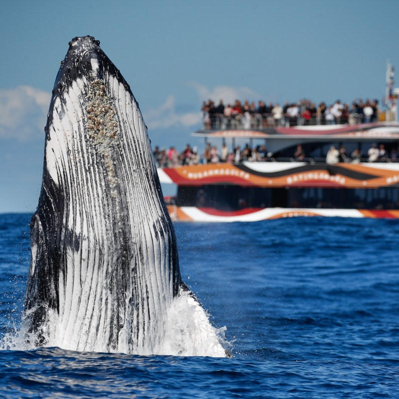 Whale breaching near a crowded tour boat on the ocean.