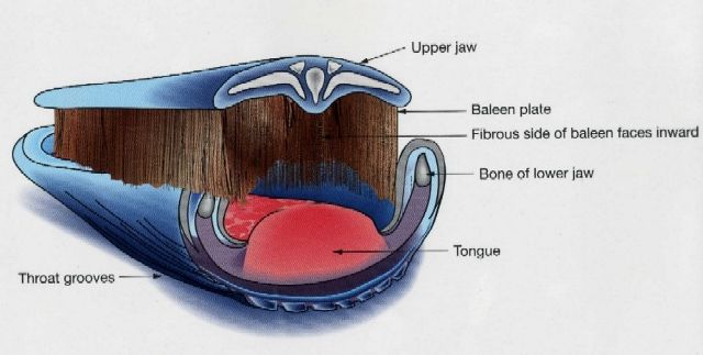 Baleen