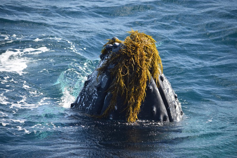 Fantasea-Cruising-Fantasea-Catalina-Whale-Watching-Photo-Courtesy-of-Tim-Yates-1-min Fantasea-Cruising-Fantasea-Catalina-Whale-Watching-Photo-Courtesy-of-Tim-Yates-1-min