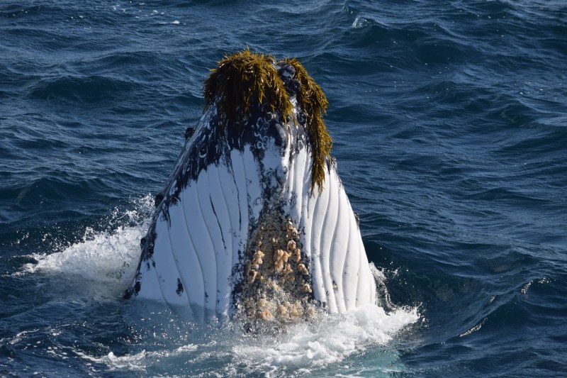 Fantasea-Cruising-Fantasea-Catalina-Whale-Watching-Photo-Courtesy-of-Tim-Yates-min Fantasea-Cruising-Fantasea-Catalina-Whale-Watching-Photo-Courtesy-of-Tim-Yates-min