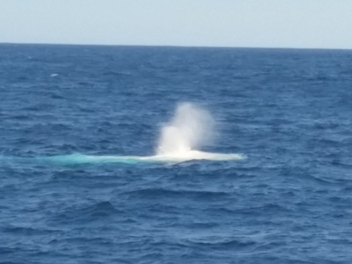 Migaloo the white whale