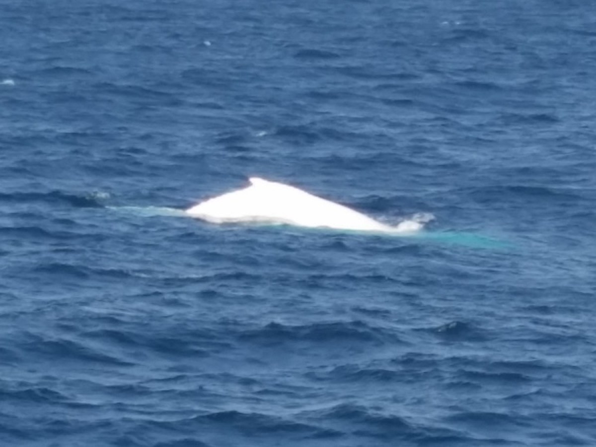 Migaloo the white whale