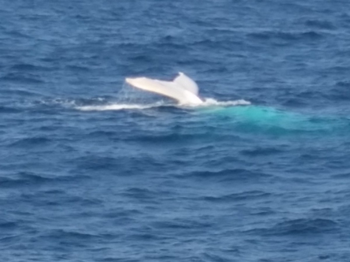 FAQs Whale Watching Cruises Sydney | Fantasea Cruising