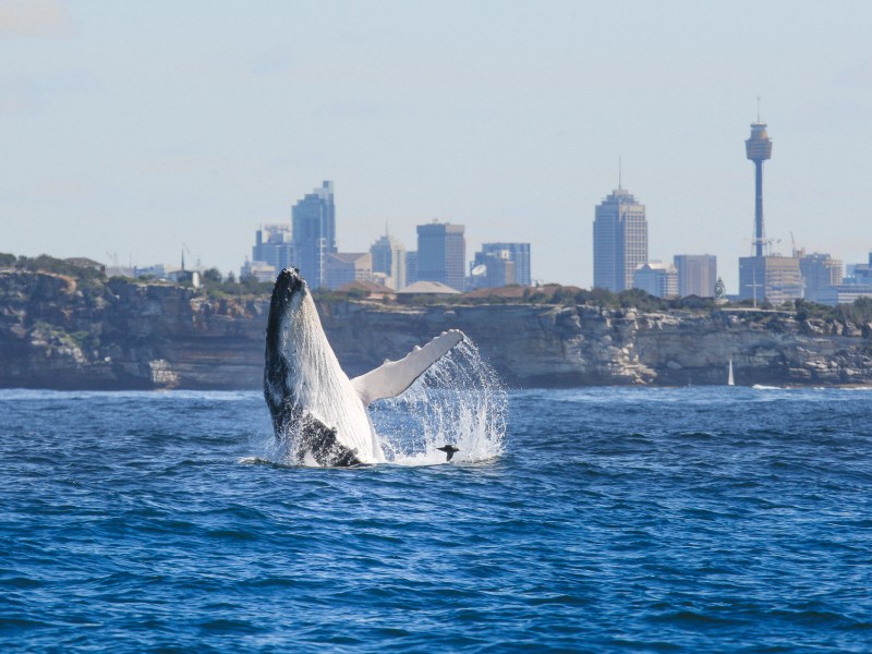 a large body of water with a city in the background