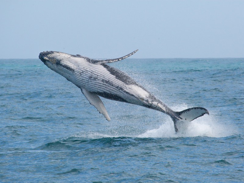 a man flying through the air while riding a wave in the ocean