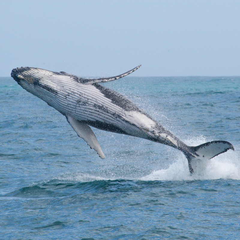 a man flying through the air while riding a wave in the ocean