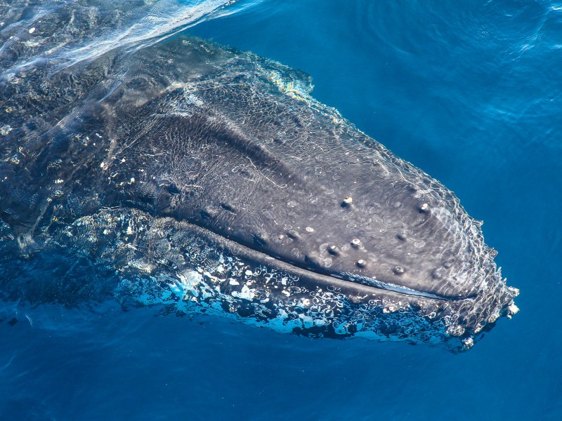 an animal swimming in the water