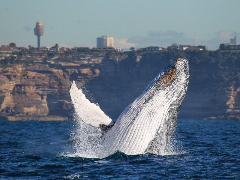 a man flying through the air over a body of water