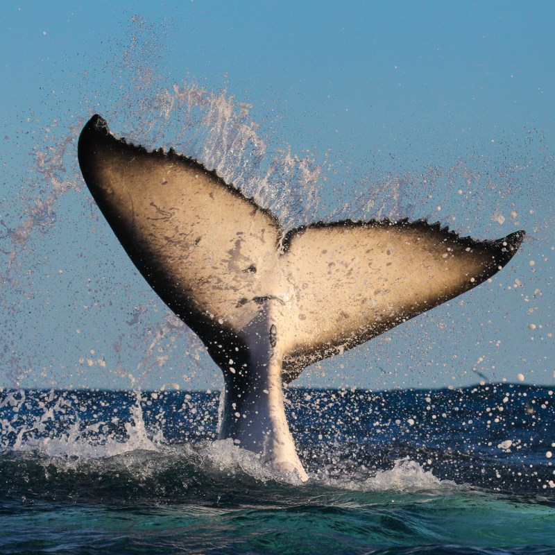 animal on the water