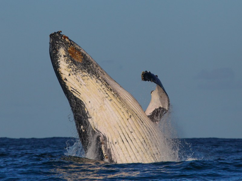 a man flying through the air while riding a surfboard in the water