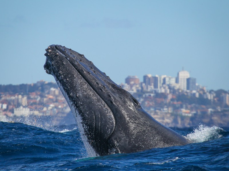 whale jumping out of water on a Fantasea whale watching cruise