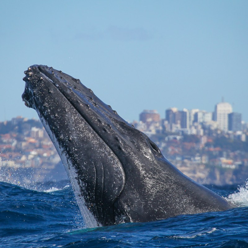 whale jumping out of water on a Fantasea whale watching cruise