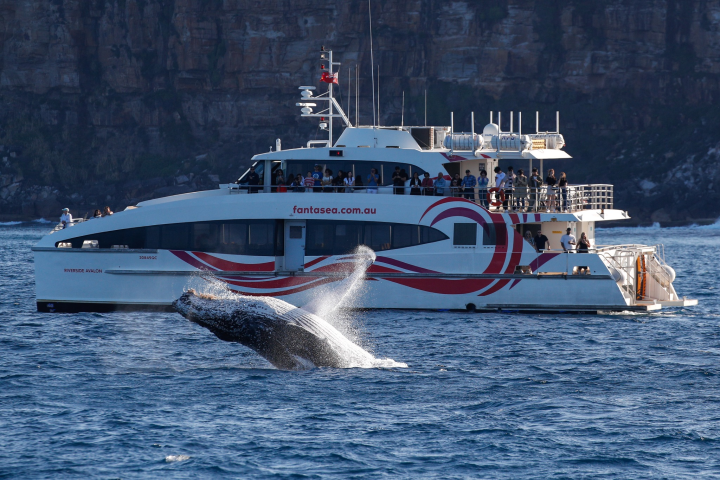 whale jumping out of the water in Sydney