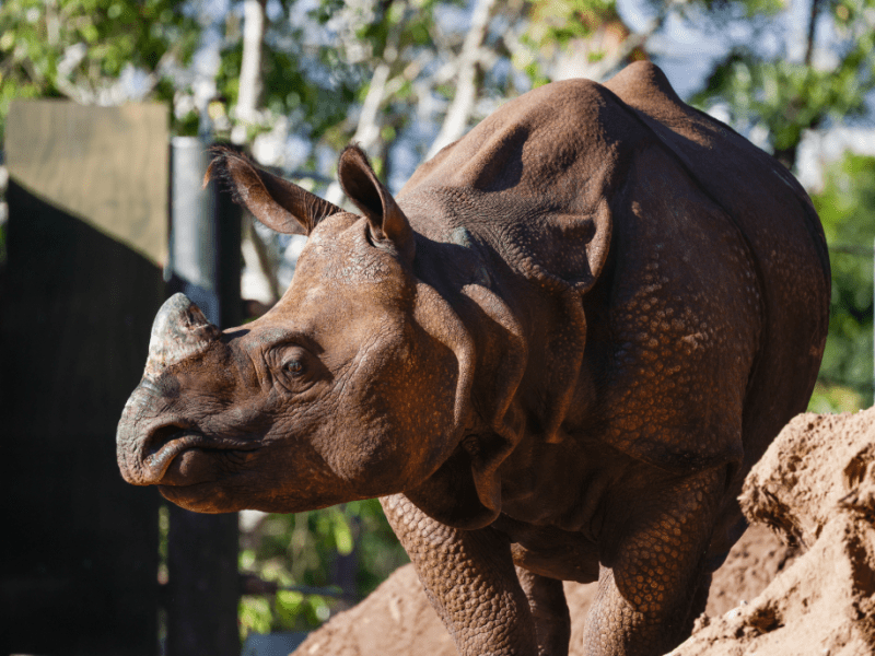 A rhino with textured skin stands against a natural outdoor background.