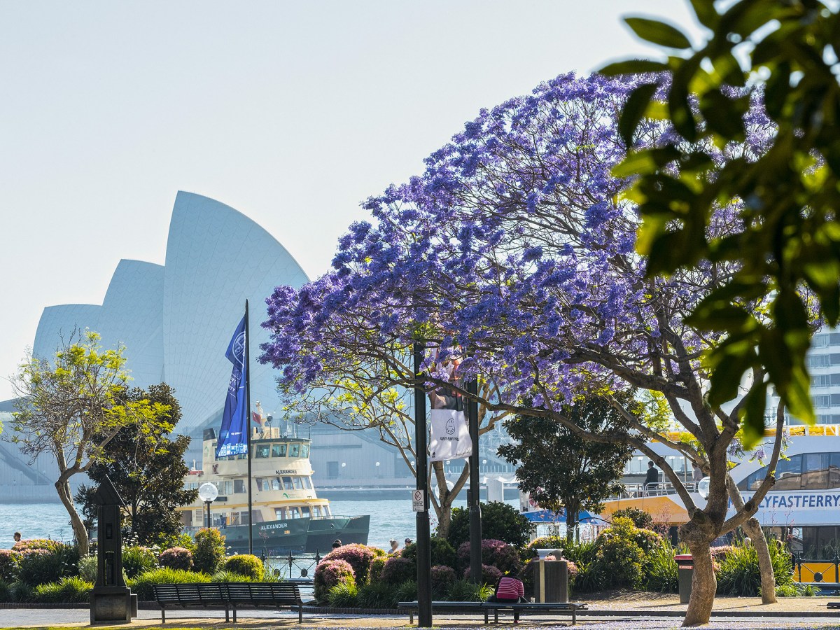 a large tree in a city