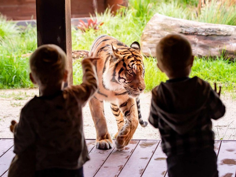 a little boy that is standing in the grass