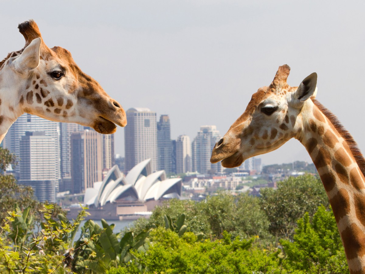 a close up of a giraffe