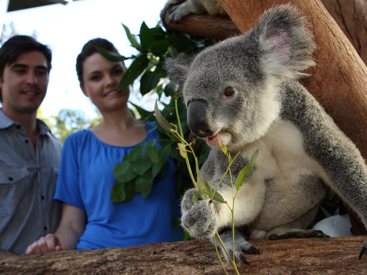 a koala bear holding a baby