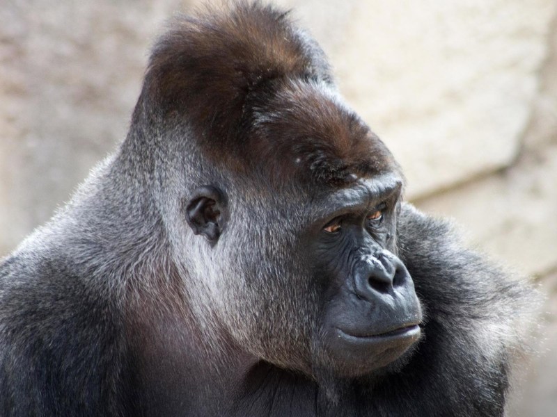 a close up of an animal