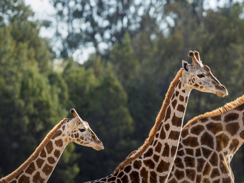 a group of giraffe standing next to a forest