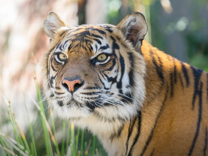 a close up of a tiger