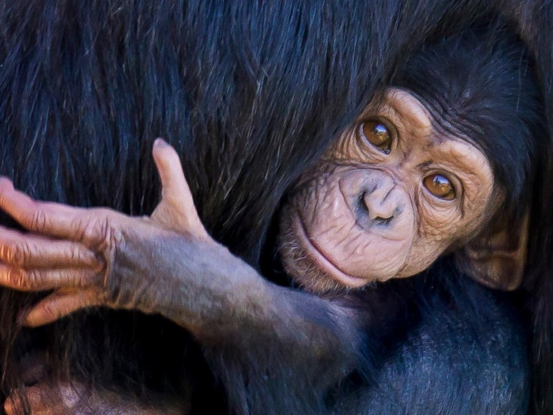 a close up of an animal