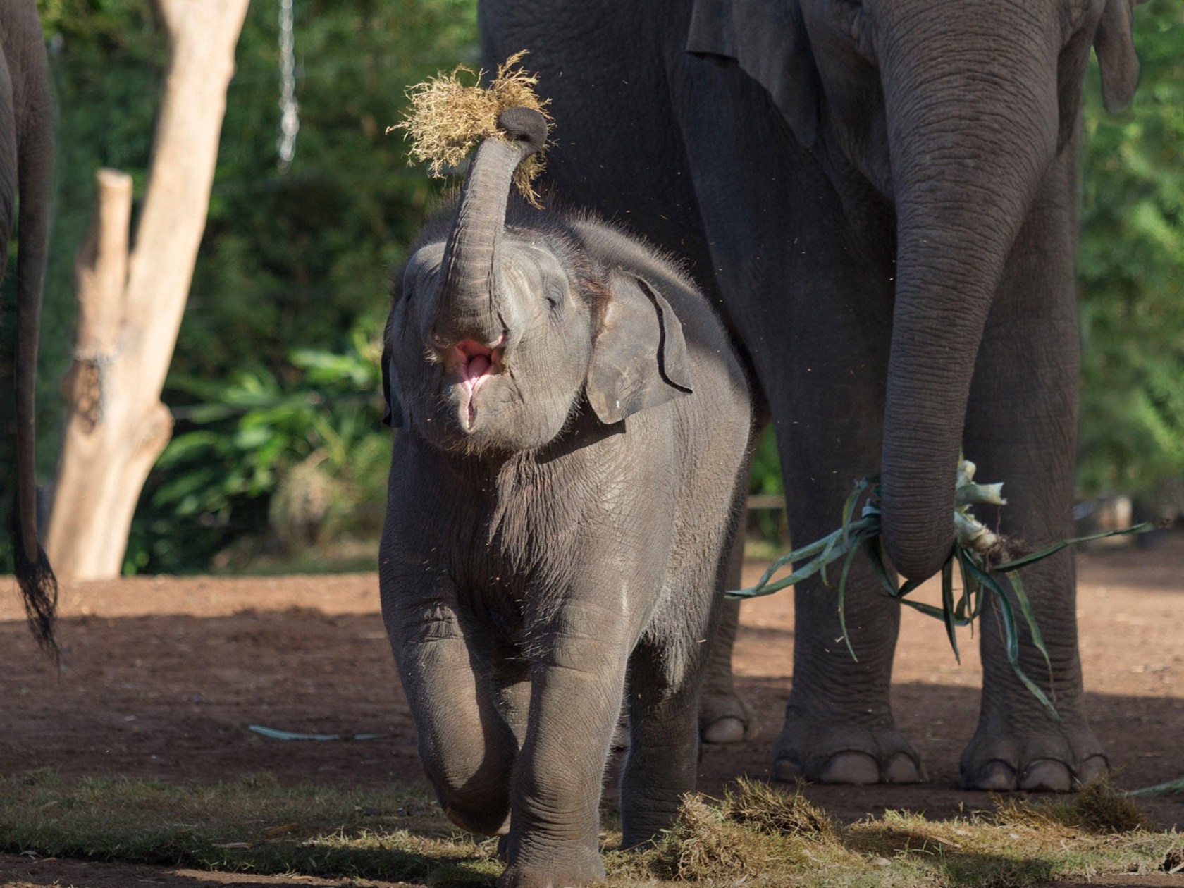 a baby elephant standing in the dirt
