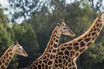 a group of giraffe standing next to a forest