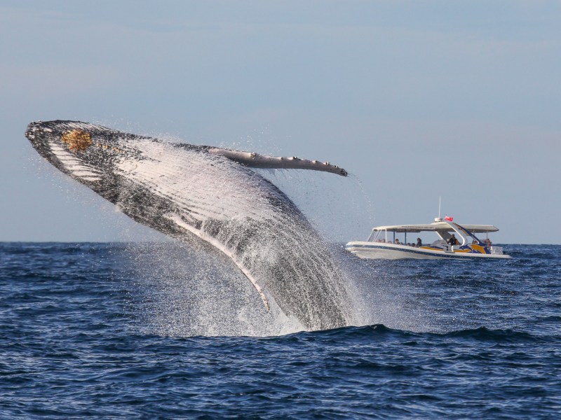 a man flying through the air while riding a wave in the ocean
