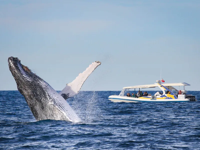 a whale flying through the air over a body of water