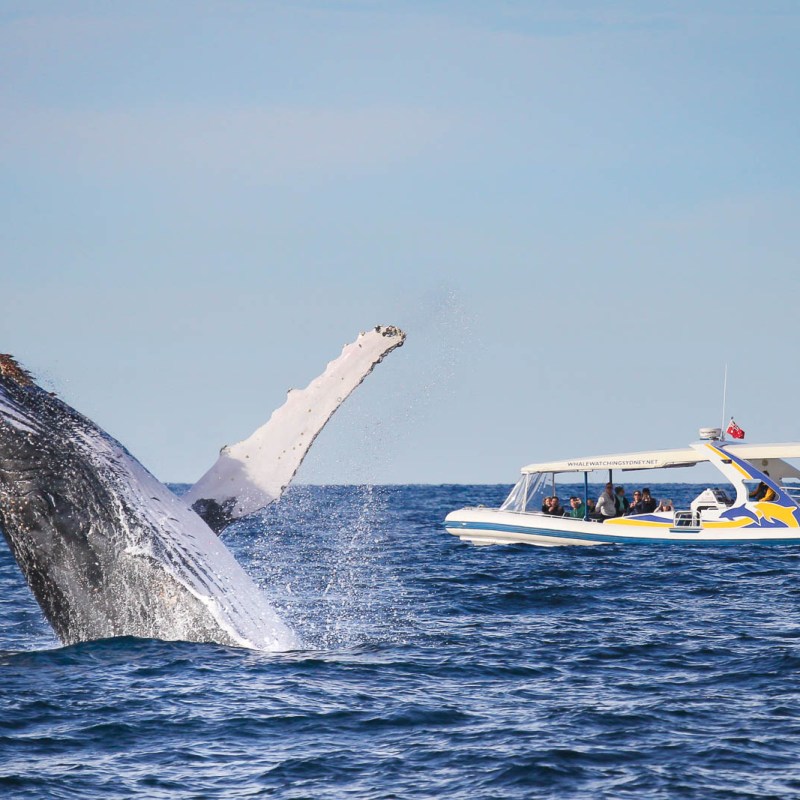 a whale flying through the air over a body of water