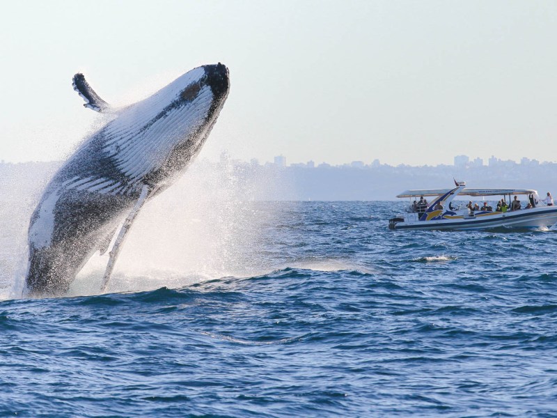 a whale jumping out of the water
