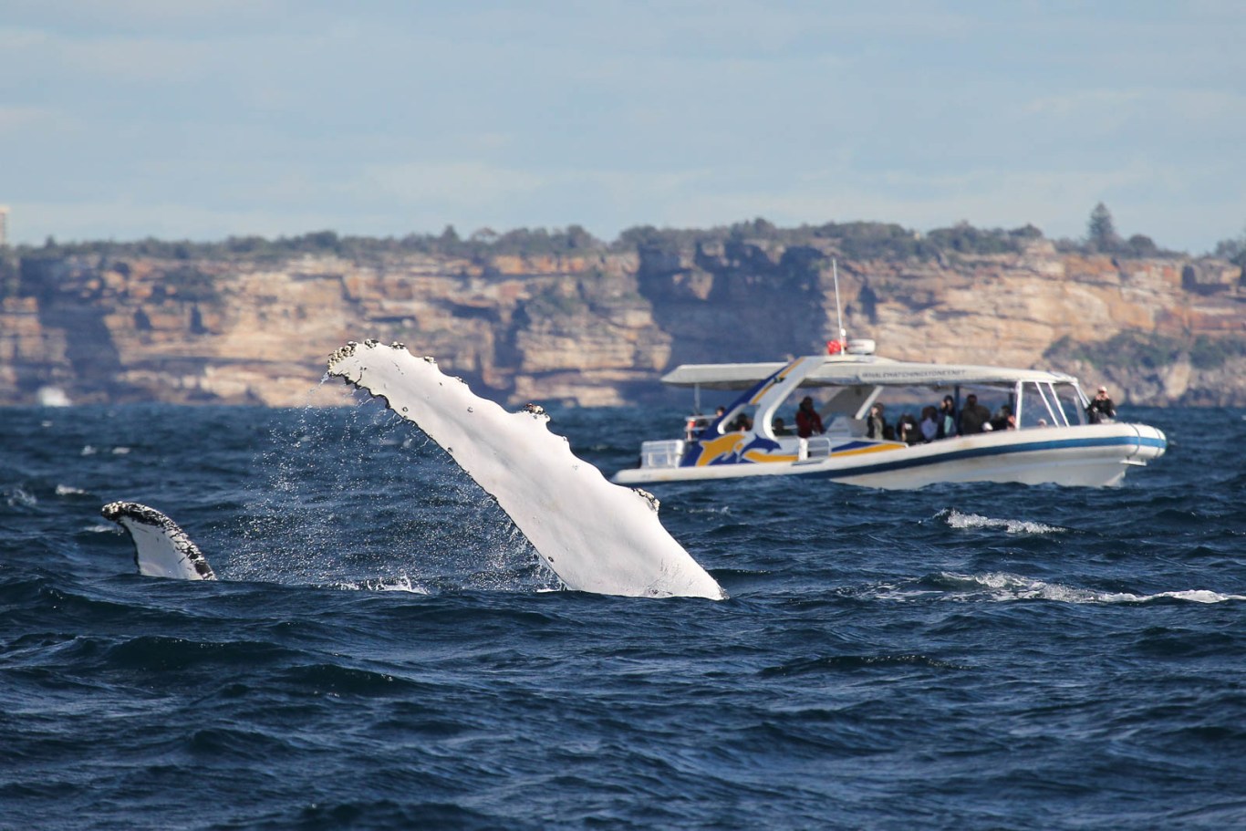 a bird flying over a body of water