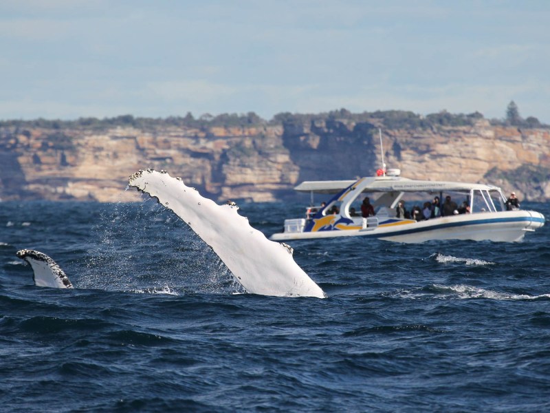 a bird flying over a body of water