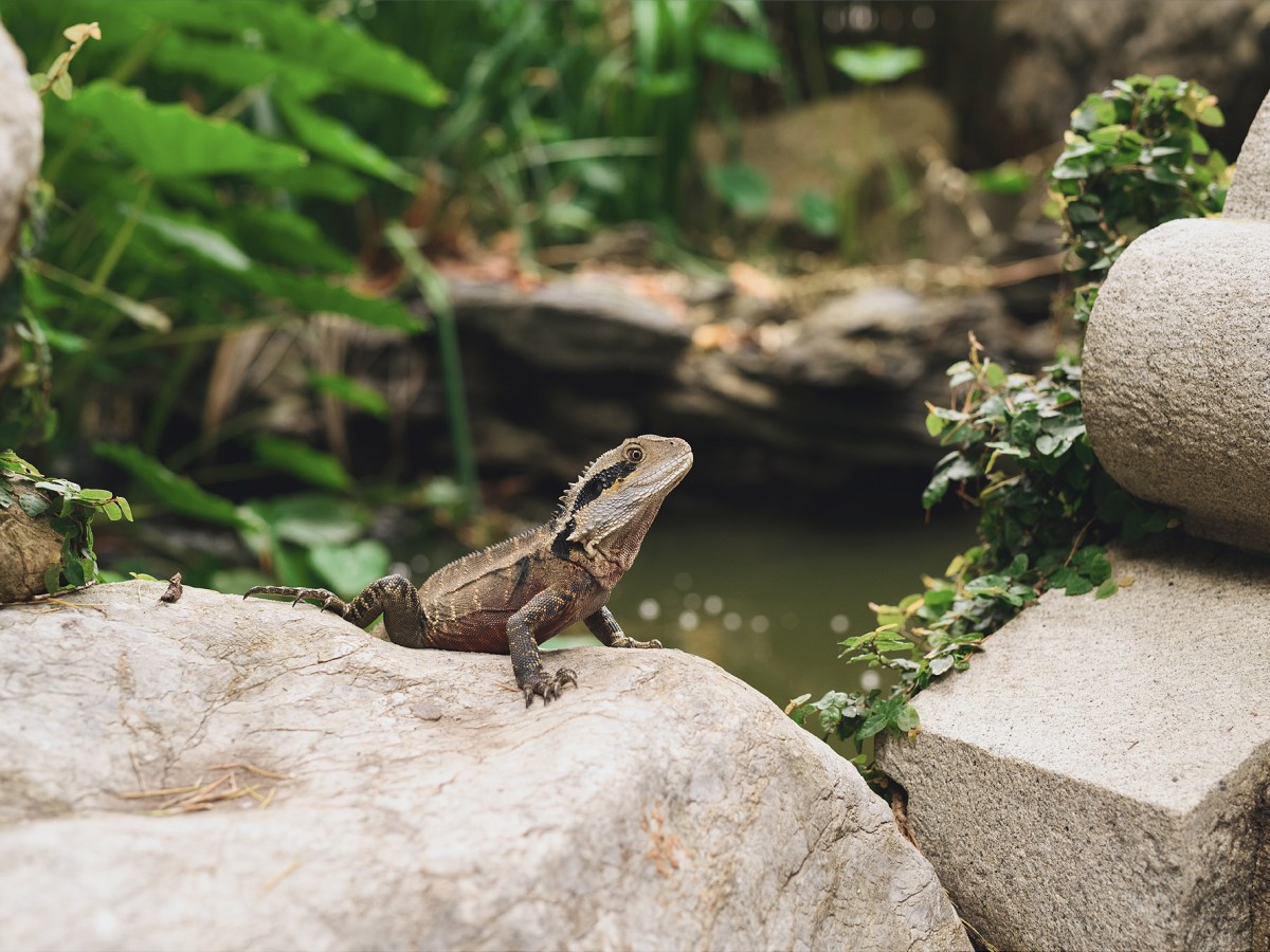 a frog sitting on a rock