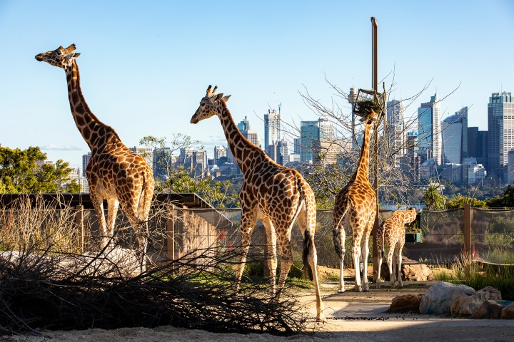 a group of giraffe standing next to a fence