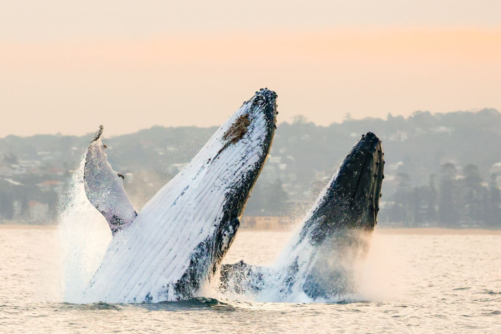 Humpback whale breaching water surface with cityscape in the background.