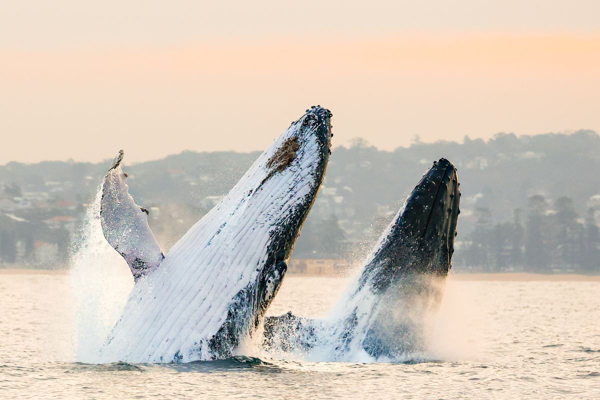 Humpback whale breaching water surface with cityscape in the background.