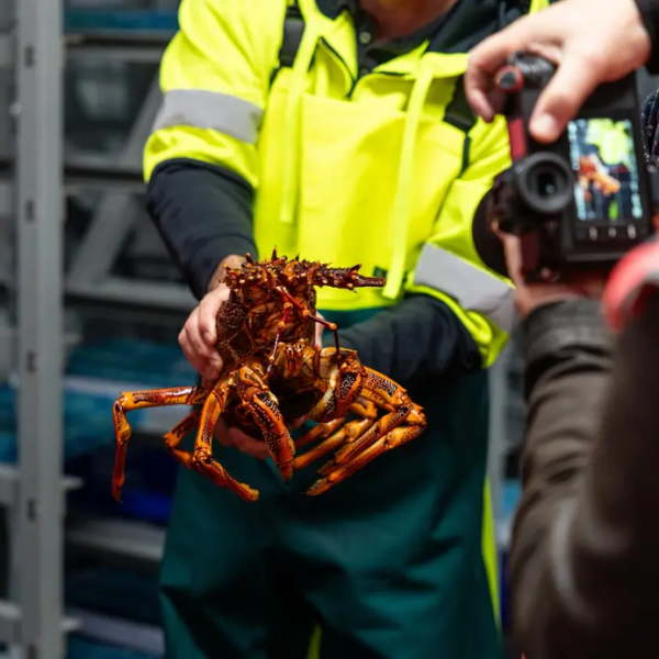 Person holding a large lobster, wearing bright waterproof clothing, being photographed.
